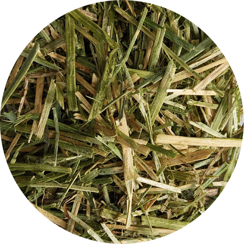 ZESTAW: BIOFEED Horse & Pony Alfalfa with canola oil 2 x 10 kg ZESTAW: BIOFEED Horse & Pony Alfalfa with canola oil 2 x 10 kg