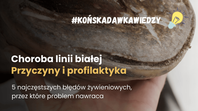 Choroby kopyt koni - choroba linii białej a ochwat u koni. Objawy i leczenie