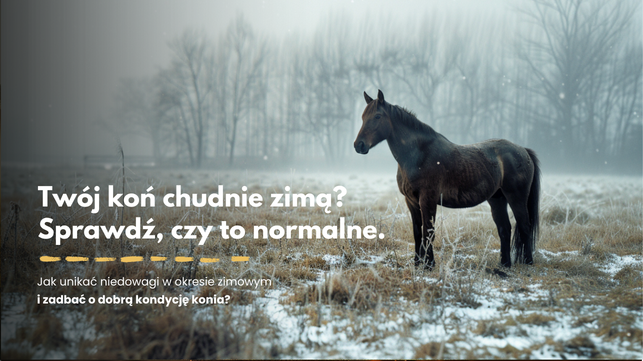 Czy to norma, że koń chudnie zimą? Jak żywić, aby poprawić kondycję i uniknąć niedowagi?