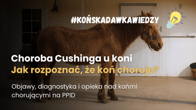 Choroba Cushinga u koni (PPID). Jak rozpoznać zespół Cushinga?