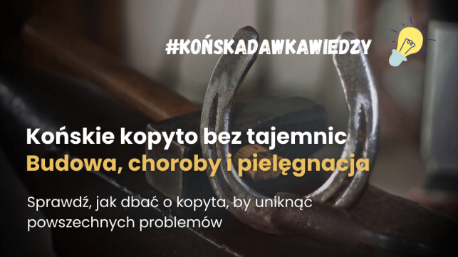 Jak dbać o kopyta koni? Budowa, choroby i pielęgnacja kopyt