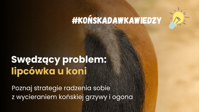 Lipcówka u koni: diagnostyka, objawy, leczenie egzemy letniej