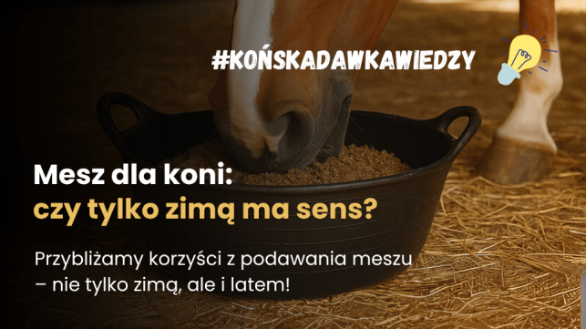 Mesz dla koni: czy podawanie tej formy paszy latem ma sens?