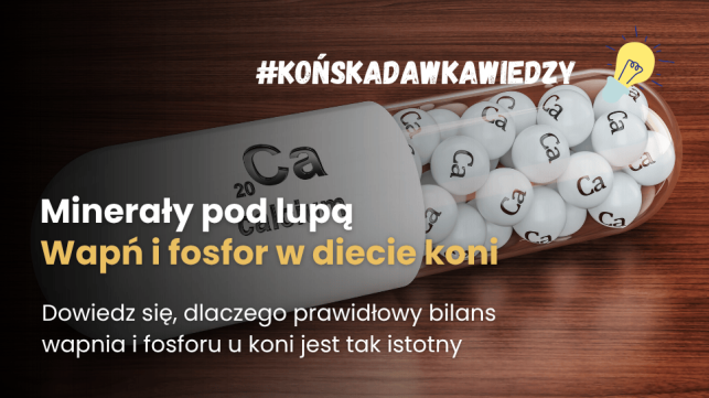 Minerały w diecie konia: wapń i fosfor. Żywienie koni bez niedoborów