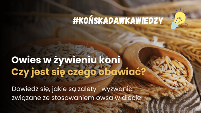 Owies w diecie konia: Jak żywić? Źródło energii i udział w dawce pokarmowej