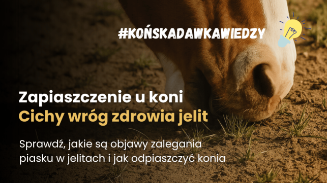 Zapiaszczenie przewodu pokarmowego koni. Jak usunąć piasek z jelit?