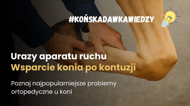 Czy suplementy na stawy dla koni mogą pomóc w regeneracji po kontuzji?