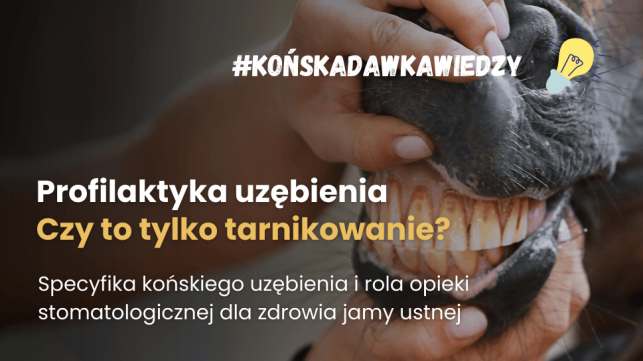 Czy dbanie o końskie zęby to tylko regularne tarnikowanie?