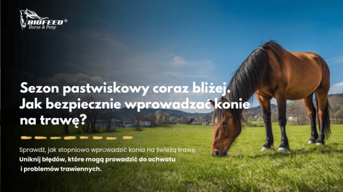 Sezon pastwiskowy coraz bliżej – jak bezpiecznie wprowadzać konie na trawę?
