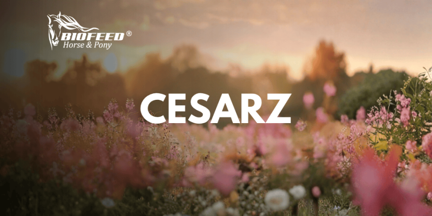 Cesarz