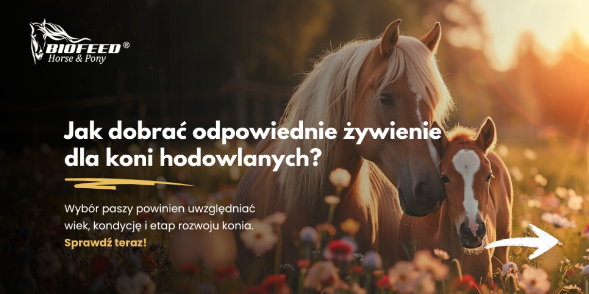 Jak dobrać odpowiednie żywienie dla koni hodowlanych?