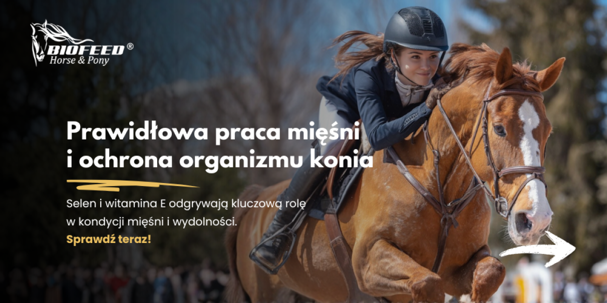 Prawidłowa praca mięśni i ochrona organizmu konia